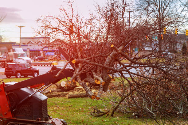 How Our Tree Care Process Works  in  South Sioux City, NE