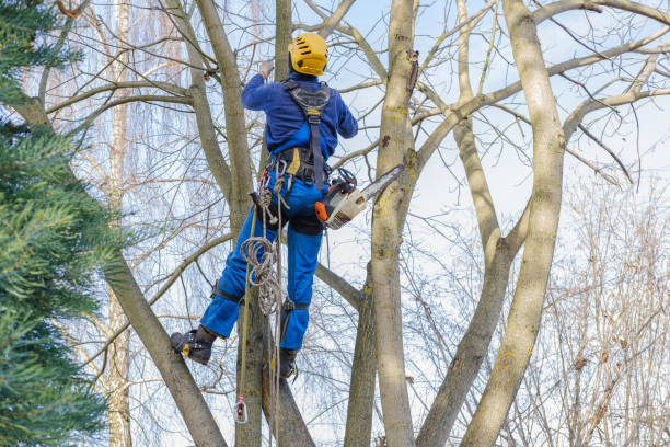 Best Arborist Consultation Services  in South Sioux City, NE