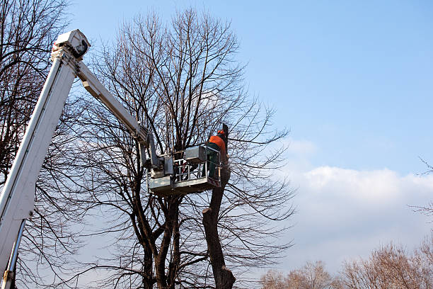 Trusted South Sioux City, NE Tree Care Experts